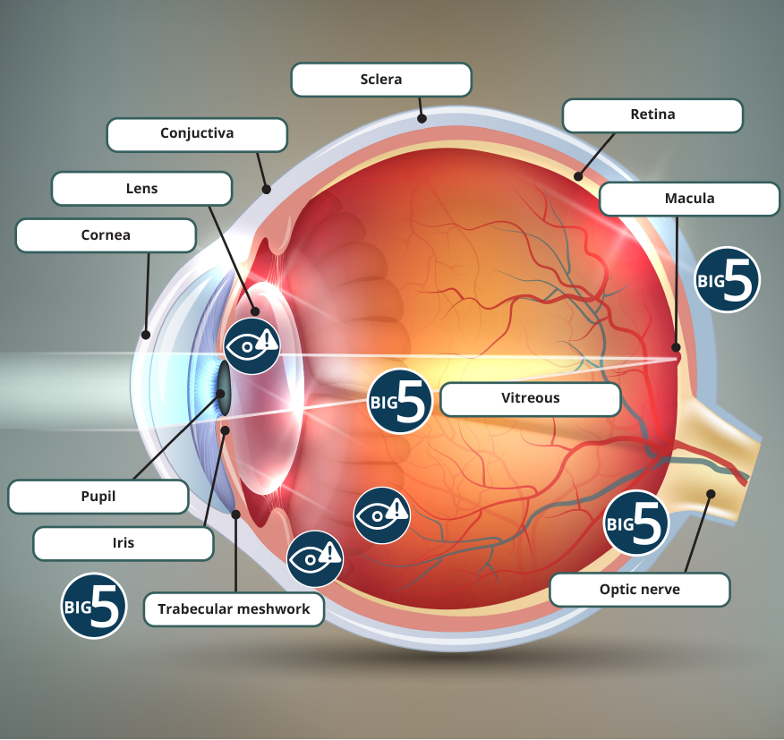 How your eye works